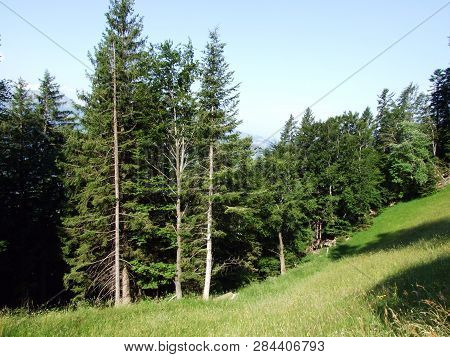 Trees And Mixed Forests On The Slopes Of Gonzen Mountain - Canton Of St. Gallen, Switzerland