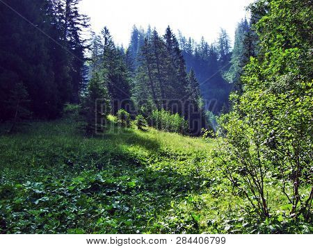 Trees And Mixed Forests On The Slopes Of Gonzen Mountain - Canton Of St. Gallen, Switzerland