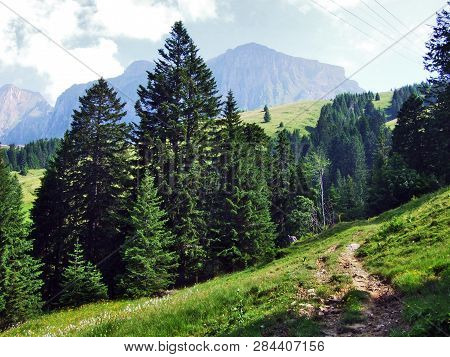 Trees And Evergreen Forests On The Slopes Of Gonzen Mountain - Canton Of St. Gallen, Switzerland