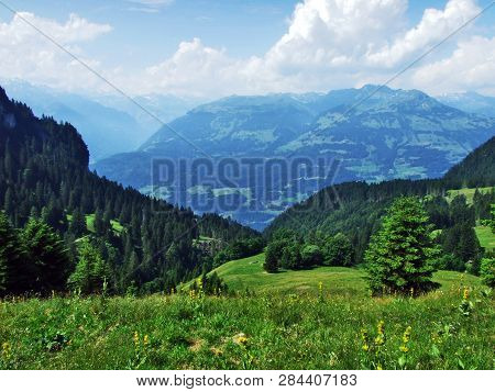 Trees And Evergreen Forests On The Slopes Of Gonzen Mountain - Canton Of St. Gallen, Switzerland