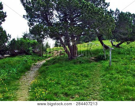 Trees And Evergreen Forests On The Slopes Of Gonzen Mountain - Canton Of St. Gallen, Switzerland