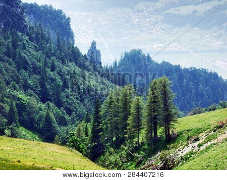 Trees And Evergreen Forests On The Slopes Of Gonzen Mountain - Canton Of St. Gallen, Switzerland
