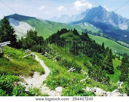 Trees And Evergreen Forests On The Slopes Of Gonzen Mountain - Canton Of St. Gallen, Switzerland
