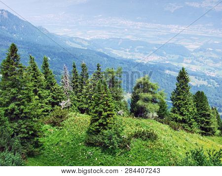 Trees And Evergreen Forests On The Slopes Of Gonzen Mountain - Canton Of St. Gallen, Switzerland
