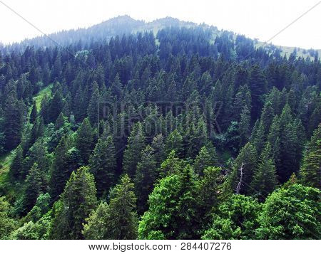 Trees And Evergreen Forests On The Slopes Of Gonzen Mountain - Canton Of St. Gallen, Switzerland