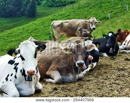 Cows On The Pastures Of The Slopes Of Gonzen Mountain In The Appenzell Alps Mountain Range - Canton 