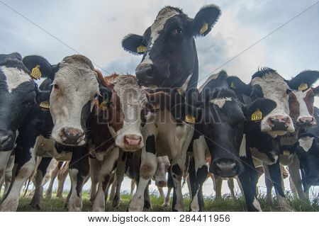 A Large Group Of Intensly Curious Young Cows, Gazing Intensively At The Photographer Laying On The G
