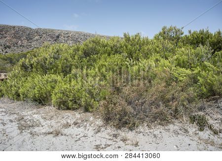 Pine Grove Of Aleppo Pine, Pinus Halepensis, Growing On Dunes. Photo Taken In Santa Pola, Alicante, 