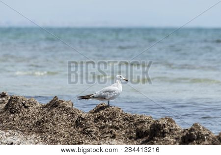 Audouin Gull, Larus Audouinii. It Is An Endangered Gull Restricted To The Mediterranean And The West