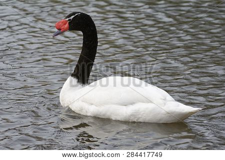 Black-necked Swan - Cygnus Melancoryphus 
From South America