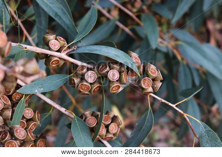 Australian Eucalyptus Globulus Tree With Its Seeds