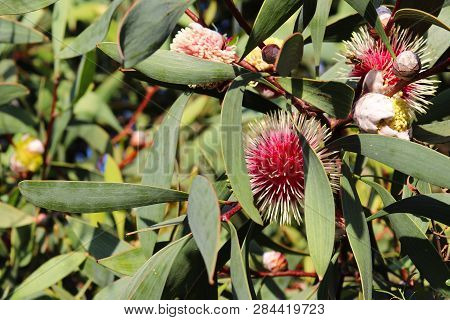 Emu Bush With Its Beautiful Ball Like Flowers