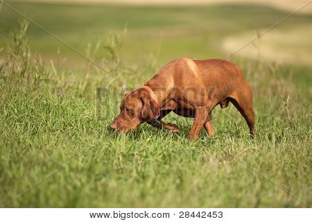 Vizsla собака в поле