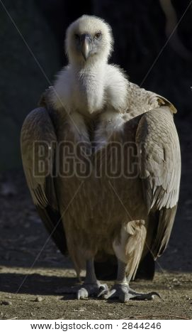 Sęp
