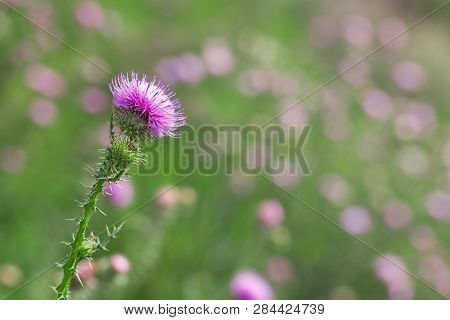 Prickly Weed Is A Burdock. Natural Background With A Forest Flower And A Blurry Backdrop.