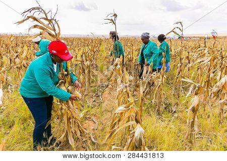 Commercial Maize Farming In Africa