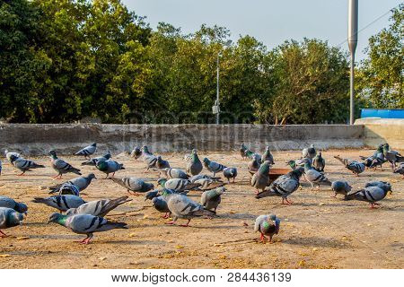 Group Of Pigeons Eating Bread Near Palika Bazar Delhi India