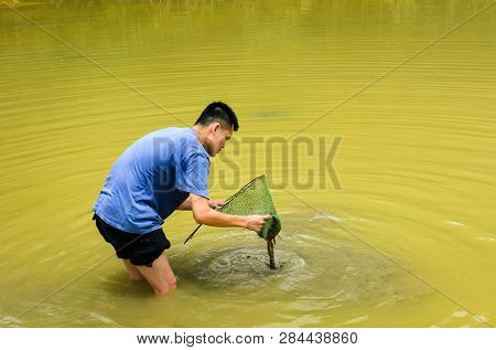 Man Collecting Farmed Snails In The Pond