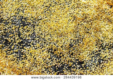 Corn Grits Groat Background. Top View, Closeup. Cake Base