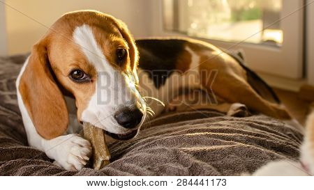 Beagle Puppy Chewing On A Dog Snack