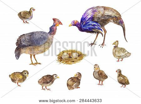 Growing And Breeding Guinea Fowls. Set Of Watercolor Birds