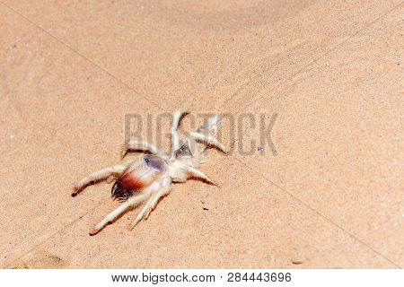 A Camel Spider Walking Across The Sand Dunes In The United Arab Emirates.