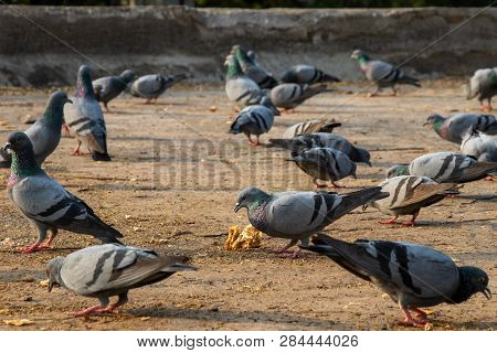 Group Of Pigeons