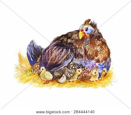Cute Guinea Fowl With Several Chicks Hatching Eggs. Watercolor Illustration About Breeding Domestic 