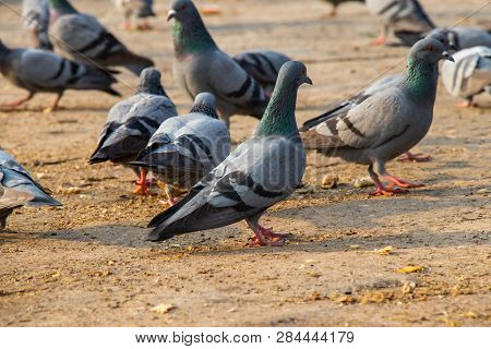 Group Of Pigeons