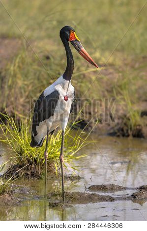 Saddle-billed Stork (ephippiorhynchus Senegalensis) Wading And Standing In Muddy Pond In Kruger Nati