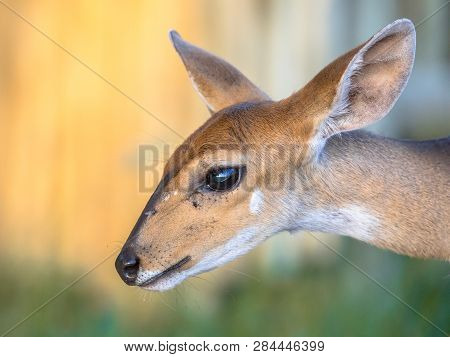 Bushbuck (tragelaphus Sylvaticus) Antilope Deer Portrait With Big Ears And Large Eyes In Kruger Nati