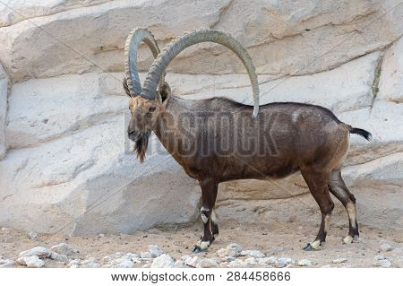 Nubian Ibex Standing Boldly Showing Off Those Impressive Horns (capra Nubiana).