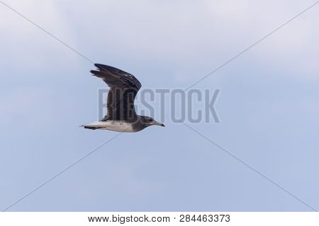 A Sooty Gull Flying Through The Sky (larus Hemprichii)