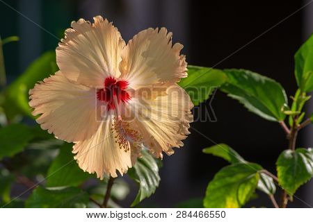 The Beautiful Yellow Chinese Hibiscus Also Known As The China Rose, Hawaiian Hibiscus,, Rose Mallow 