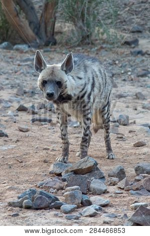 Striped Hyena Stands On The Rocks Looking Forward (portrait View) Showing Off Its Fur And Stripes In