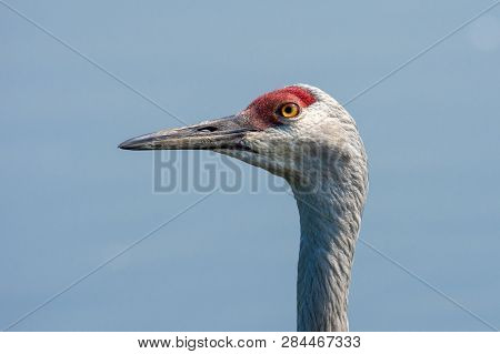 Close Up Look At The Head Of A Sandhill Crane (antigone Canadensis) In Canada With A Blue Sky Backgr