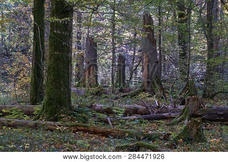 Old Dead Spruce Trees In Autumn