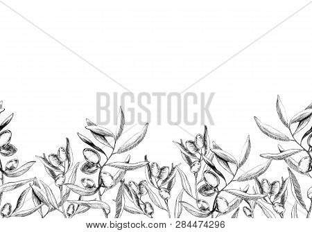 Seamless Illustration. Border Of Olive Branches. Pencil Illustration.