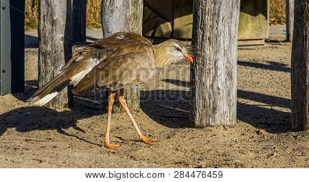 Crested Cariama Walking In The Sand, Portrait Of A Tropical Bird From The Grasslands Of Brazil
