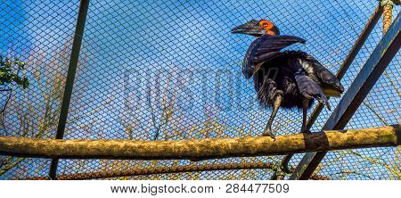 Southern Ground Hornbill Standing On A Branch, Beautiful Tropical Bird From Africa, Threatened Bird 