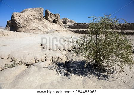 Saxaul (haloxylon, Plant Family Amaranthaceae) In The Settlement Toprak-kala- Clay Fortress