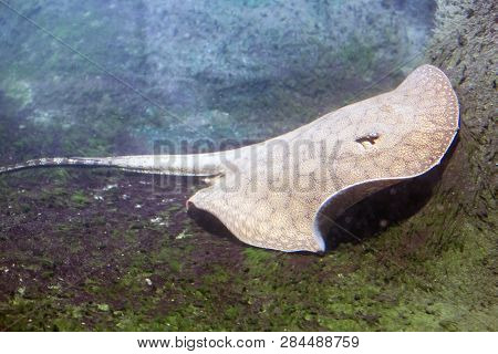 Eagle Ray, Guitarfish (potamotrygon Schuhmacheri) Close Up In Sunny Day
