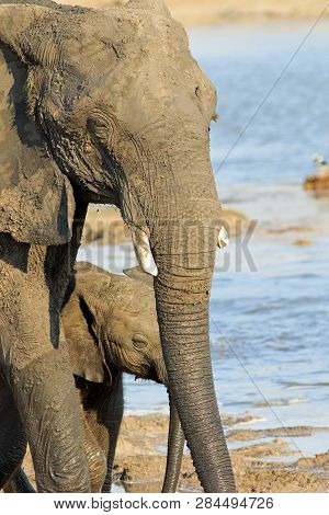 Portrait View Of A Small Calf Which Is Framed Through The Matriarchs Trunk. Hwange National Park, Zi