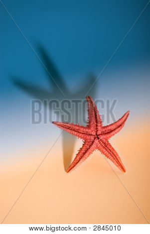 Étoile de mer mode de vie