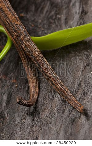 เถาวัลย์ Planifolia วานิลลาและวานิลลาฝักแห้ง