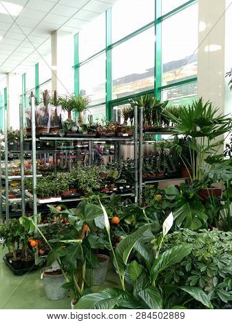 Flower Shop With An Assortment Of Plants