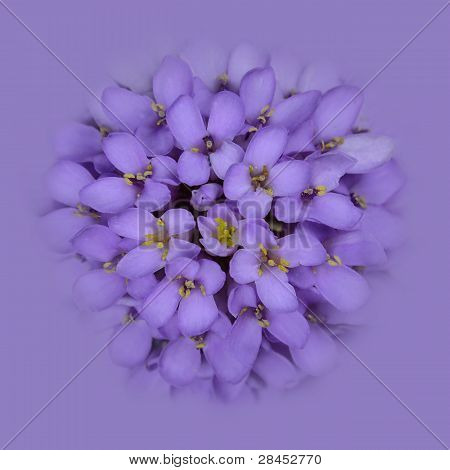 หัวดอกไม้ Iberis ผสมลงในสีชมพูพื้นหลังสีฟ้า