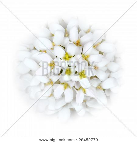 หัวดอกไม้สีขาว Iberis ผสมเป็นขาว