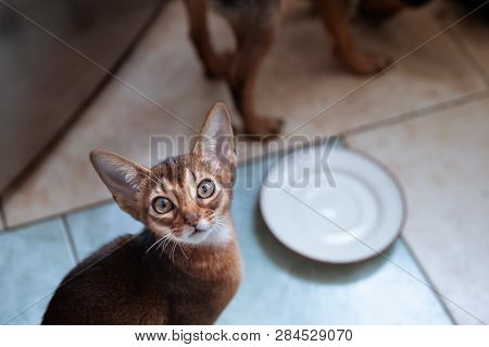 Cute Abyssinian  Kitten  Looks Up ,  Wants To Eat.  Cats And Dogs Eating Together Concept