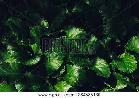 Beautiful Leaves Of Daisy With Dew Drops Close-up. Pure, Pleasant, Nice Rich Greenery With Rain Drop